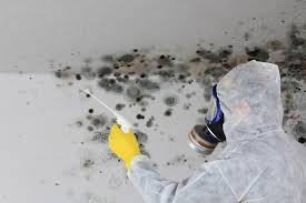 Why You Should Choose Our Mold Remediation Services in St Joseph, MN